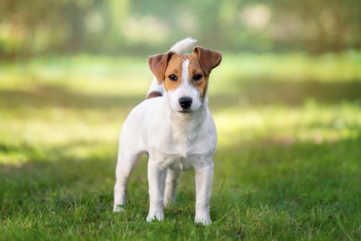 Jack Russell Terrier dimensioni