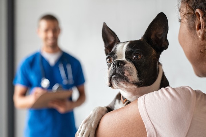 Prepararsi alle vaccinazioni dei cani