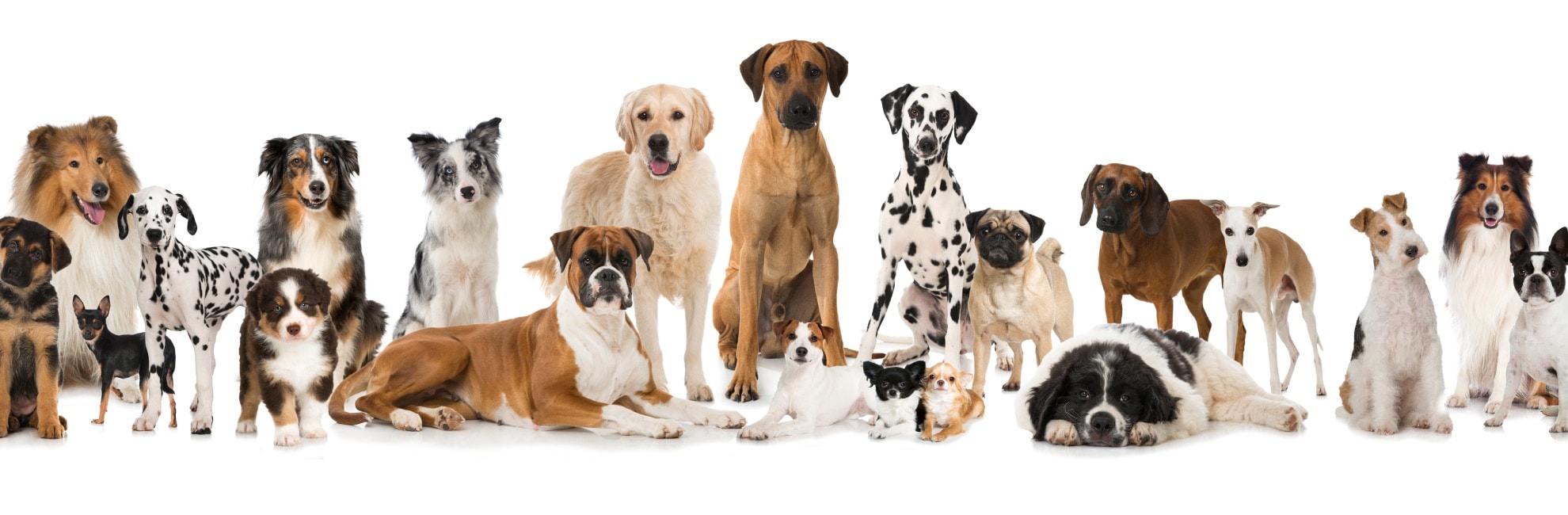 Vaccinazioni Cani Adulti e Cuccioli