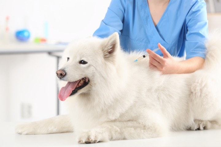 Vaccini consigliati per i cani adulti