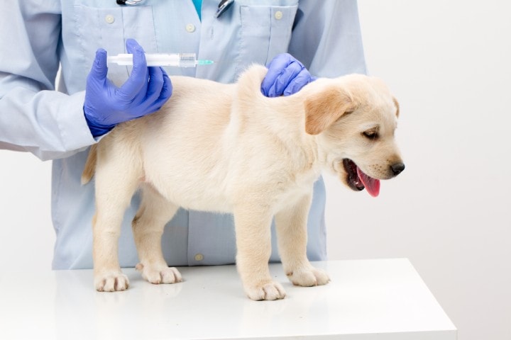 Vaccini consigliati per i cuccioli