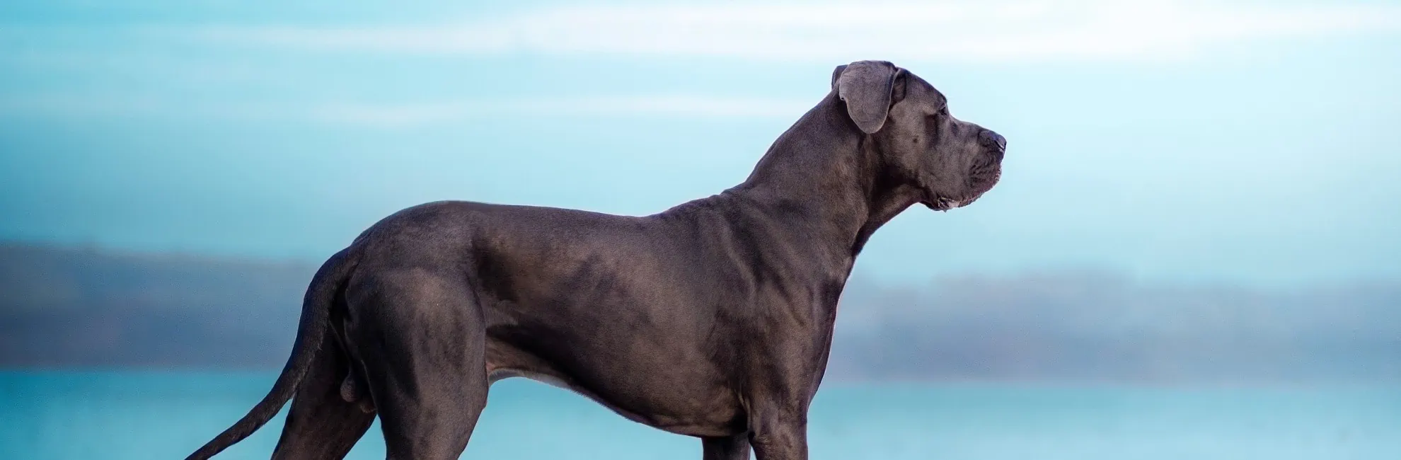 Alano Temperamento, Caratteristiche, Addestramento & Altro