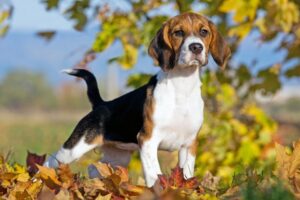 beagle storia