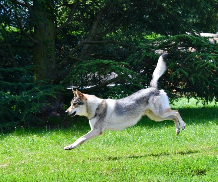 cane lupo cecoslovacco esercizio fisico