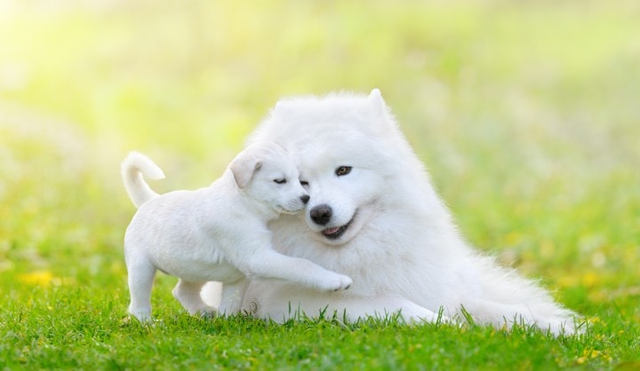 cani bianchi
