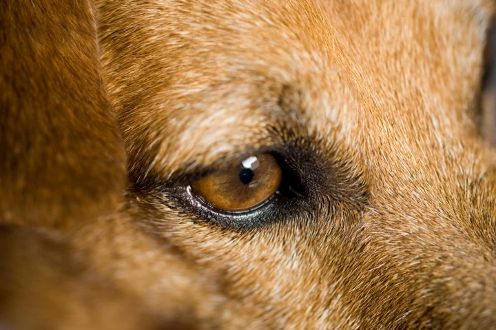 come vedono i cani occhio