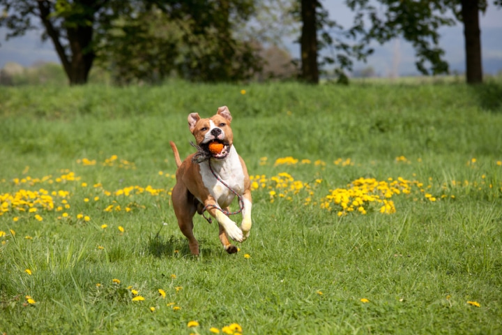 American Staffordshire Terrier esercizio