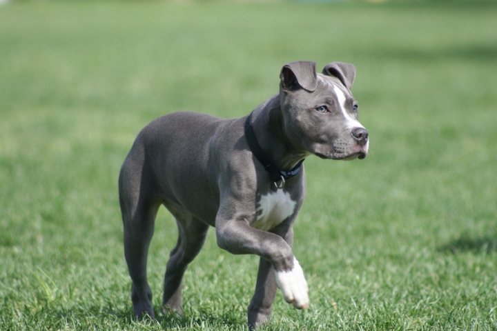 American Staffordshire Terrier temperamento