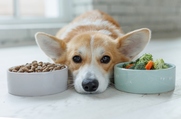 Perché il cane non mangia verdura