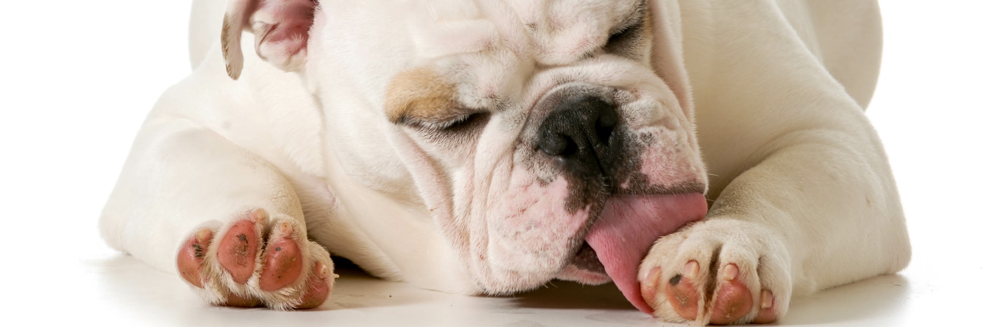 Perché il Cane si lecca le Zampe? Cause, Rimedi & Consigli Utili