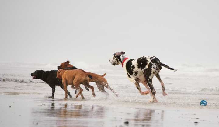 cani diversi che corrono in spiaggia