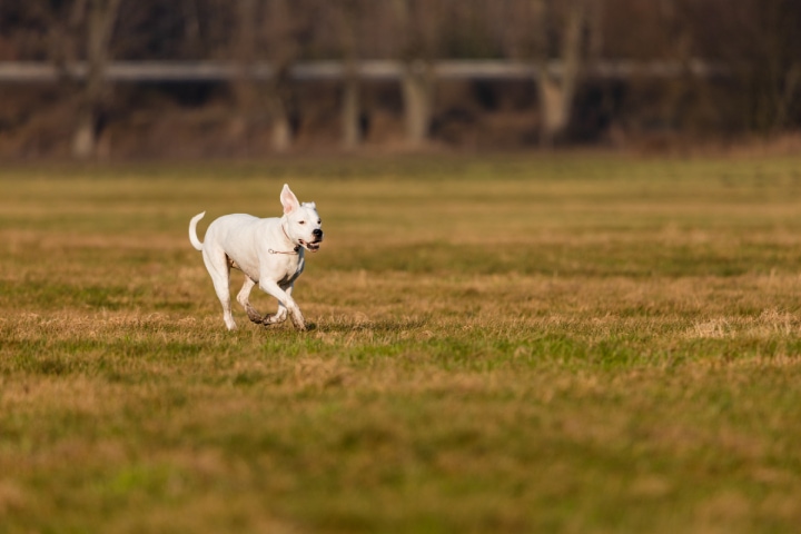 esercizio fisico cane bianco che corre