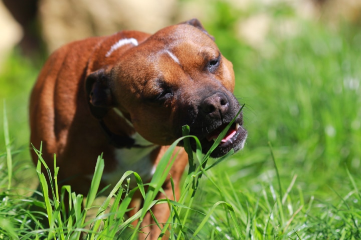 perché il cane mangia l'erba salute