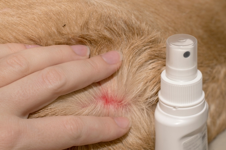 Come curare la dermatite dei cani cura