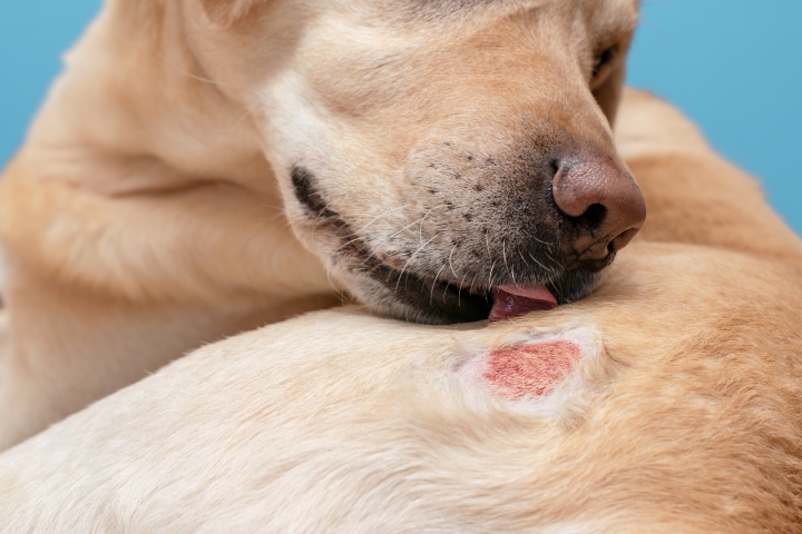 Come curare la dermatite dei cani pelle