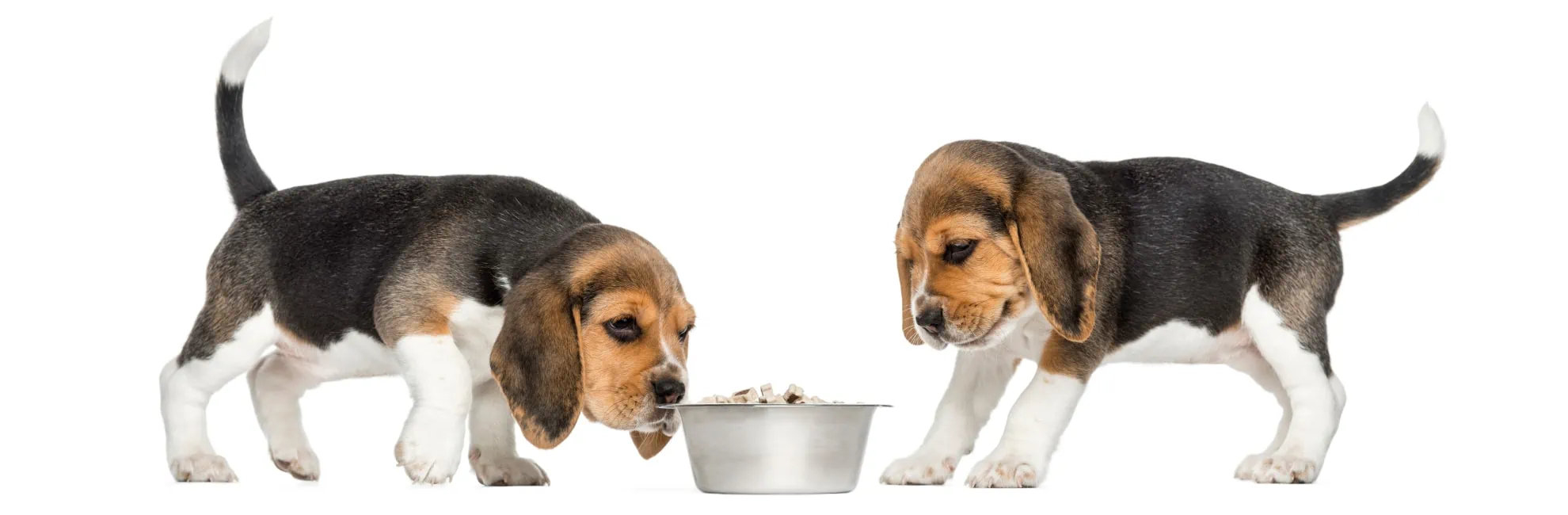 alimenti tossici per i cani