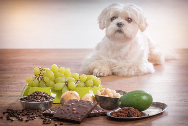 altri alimenti tossici per i cani