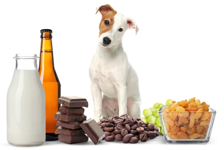 comuni alimenti tossici per i cani
