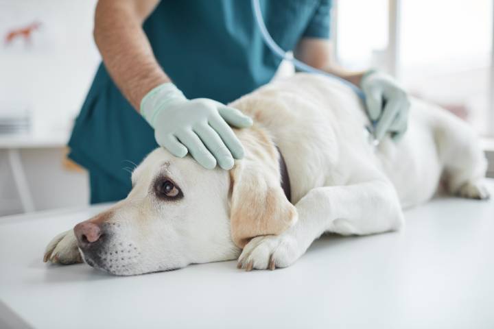 Battito Cardiaco del Cane veterinario