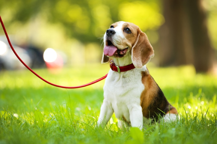 Cane con orecchie lunghe Beagle