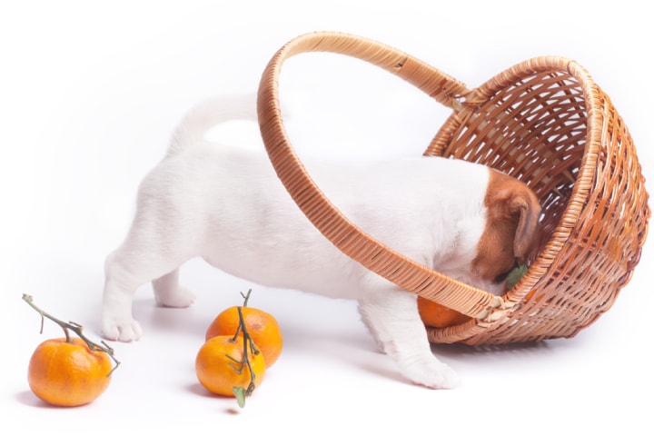 I Nostri Cani Possono Mangiare Arance e Mandarini