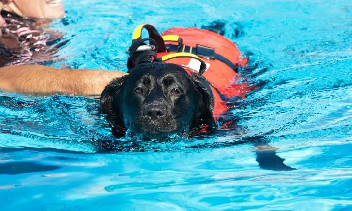 cane da salvataggio in acqua Golden Retriever