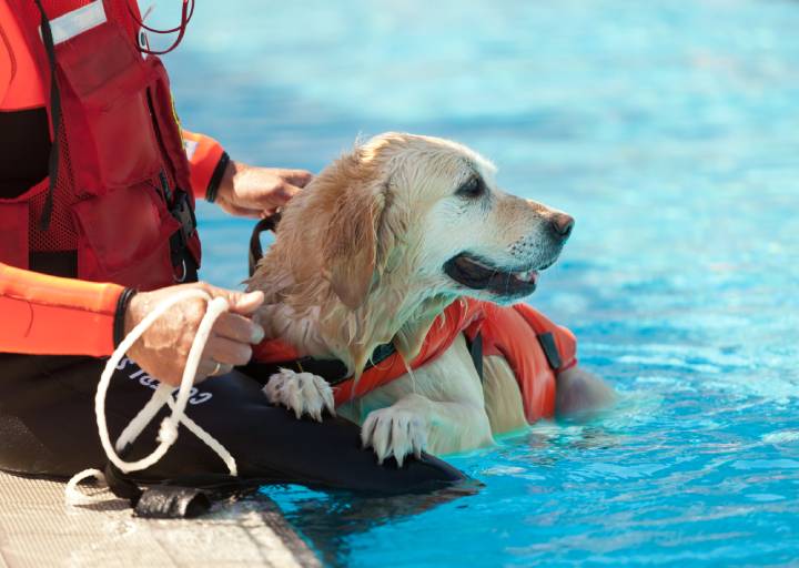 cane da salvataggio in acqua Labrador