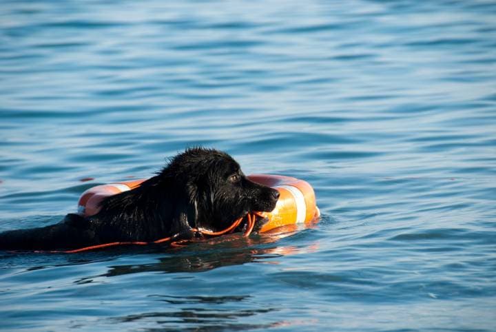 cane da salvataggio in acqua Terranova