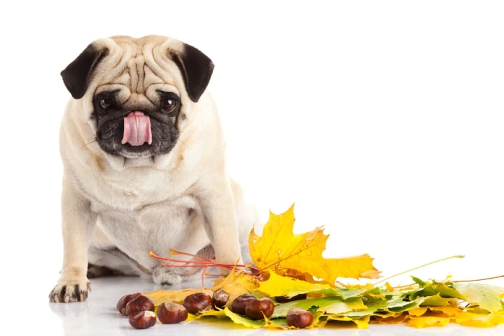 cani e castagne