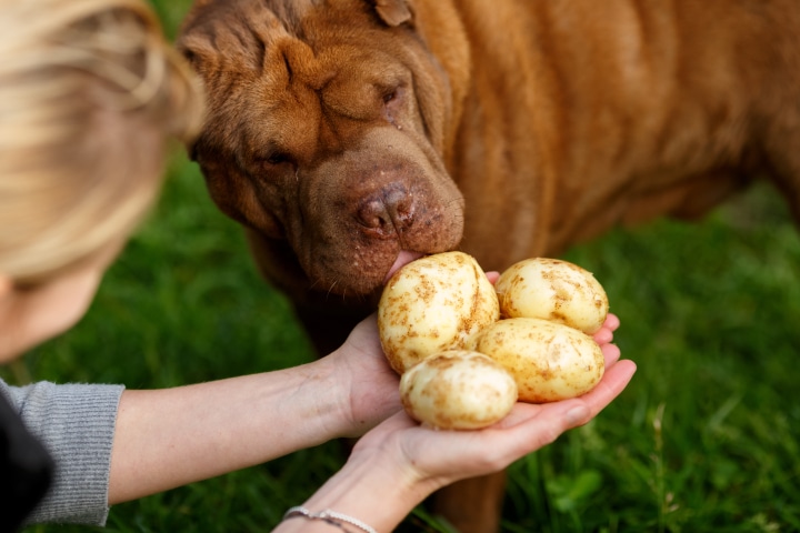 i cani possono mangiare le patate crude