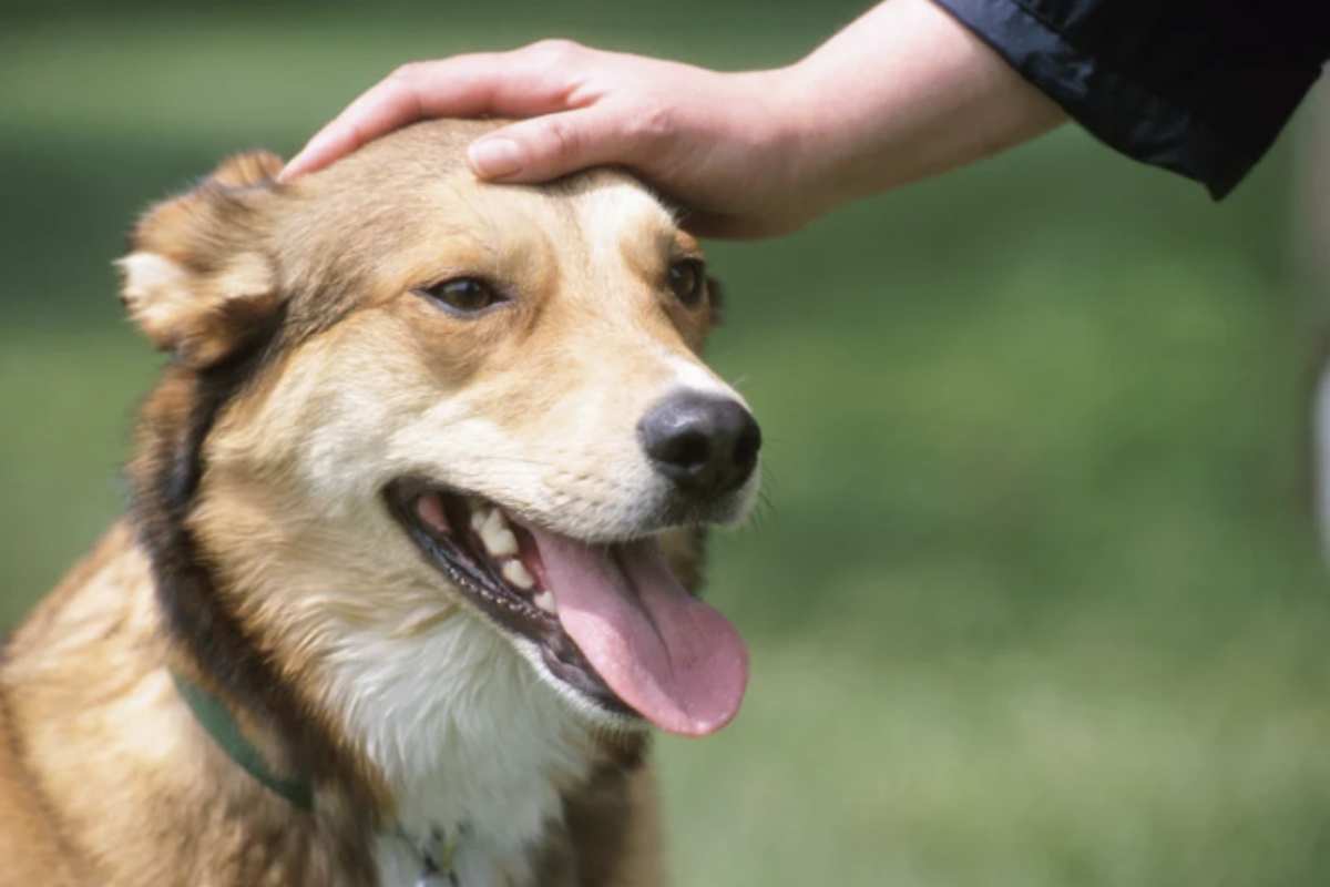 Interagire regolarmente con i cani indica una spiccata consapevolezza emotiva: chi ama questi animali ha la capacità intuitiva di ascoltare