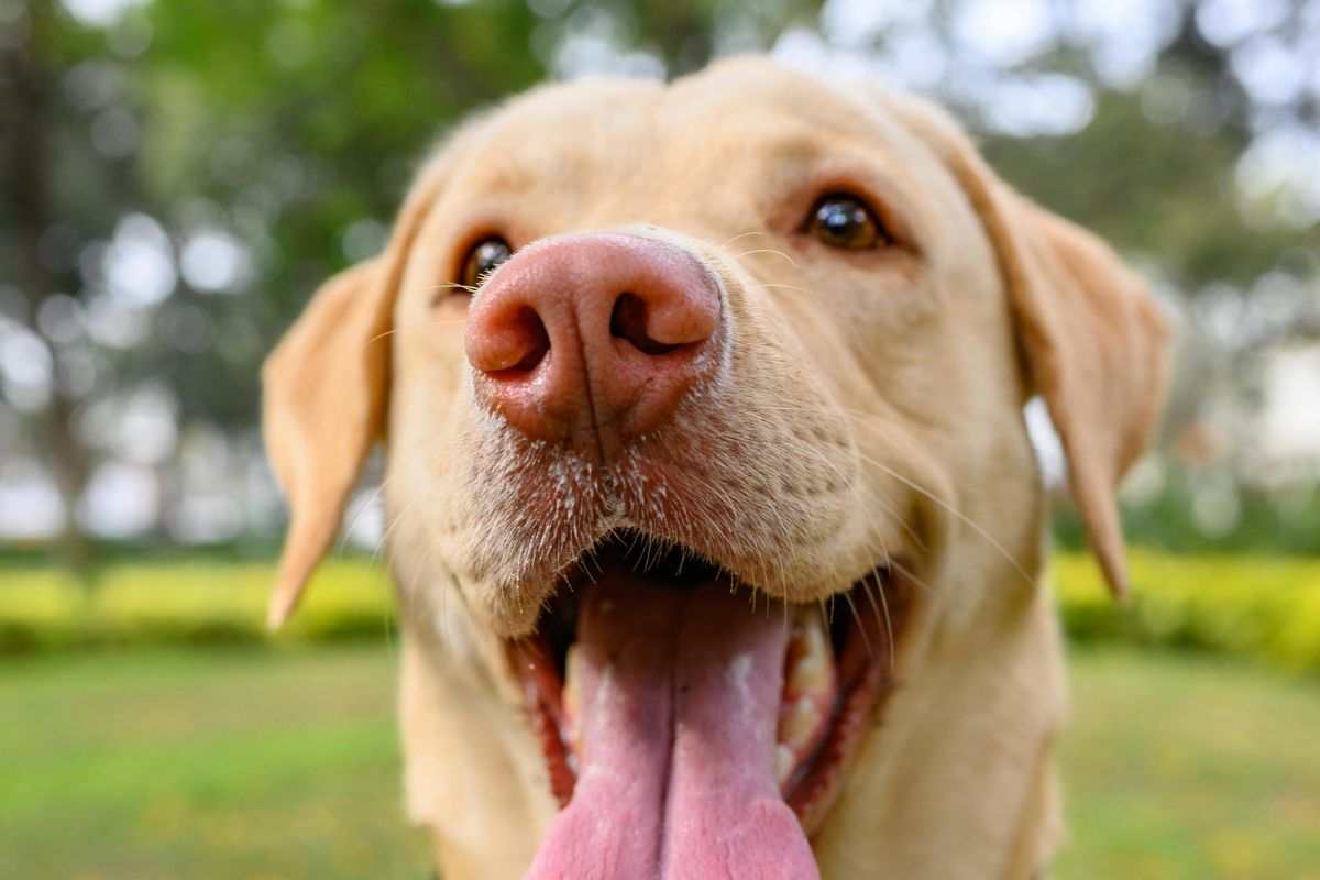 cane pipa la sua storia commuove il web