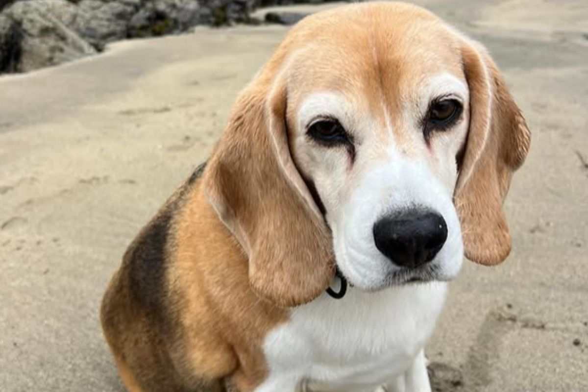 Aaron Ramsey halo, calciatore fa appello per ritrovare il suo cane offre 10 mila dollari