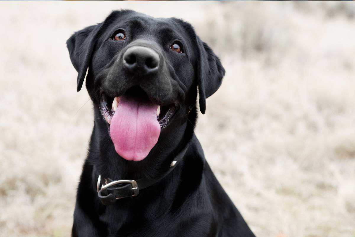 cane curiosità salute