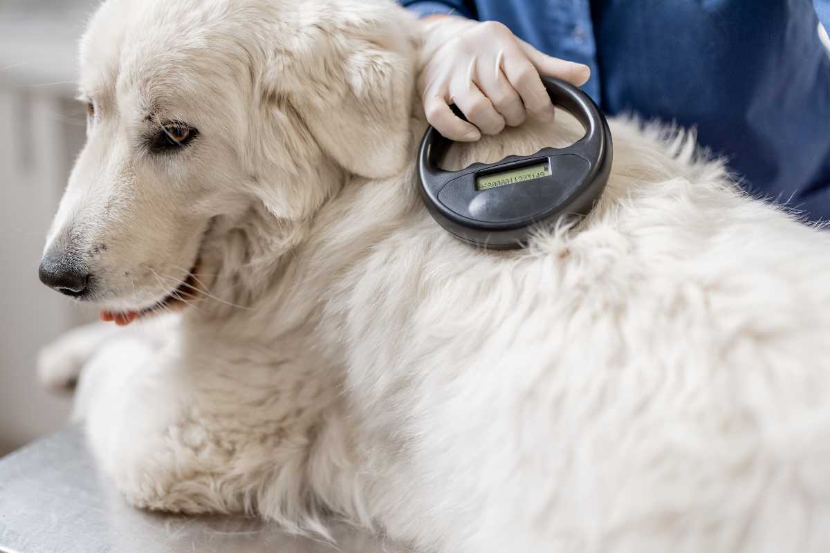 cani microchip regole